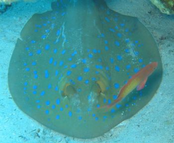 Blue Spotted Stingray with fish, Red Sea by Thijs Friederich 